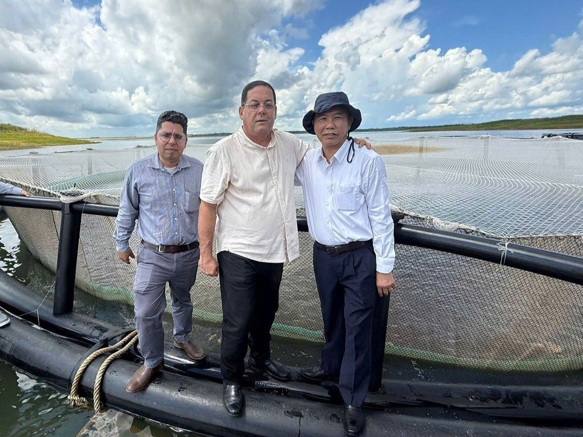 Sau hơn 10 năm, một loài cá tỷ USD của Việt Nam tạo nên kỳ tích tại Cuba: Tiềm năng rất lớn- Ảnh 1.