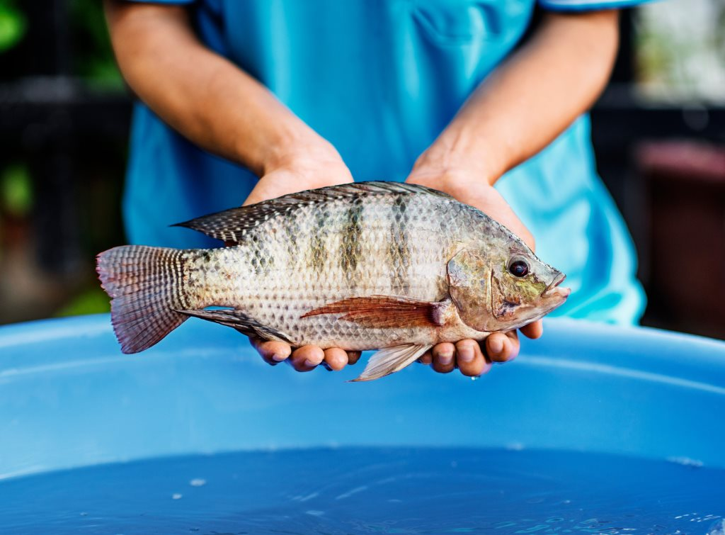Sau hơn 10 năm, một loài cá tỷ USD của Việt Nam tạo nên kỳ tích tại Cuba: Tiềm năng rất lớn- Ảnh 3.