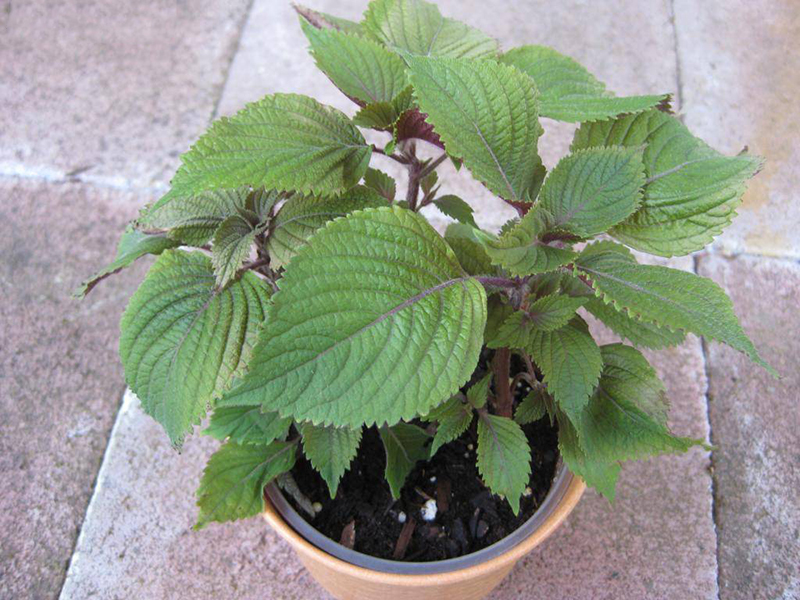 5 loại cây gia vị trong vườn vừa đuổi muỗi hiệu quả, vừa là thuốc quý: Rất dễ trồng- Ảnh 1.