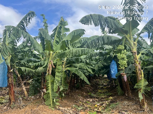 Bão số 13 tàn phá Gia Lai, nông trường chuối của Bầu Đức ra sao?- Ảnh 3.