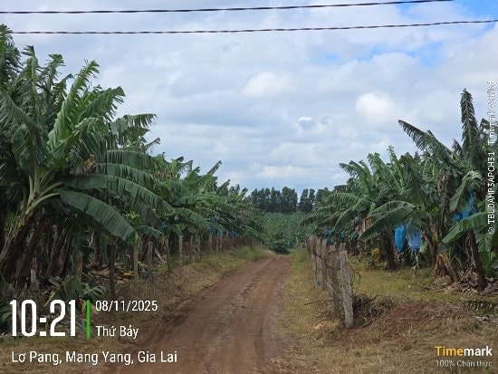 Bão số 13 tàn phá Gia Lai, nông trường chuối của Bầu Đức ra sao?- Ảnh 2.