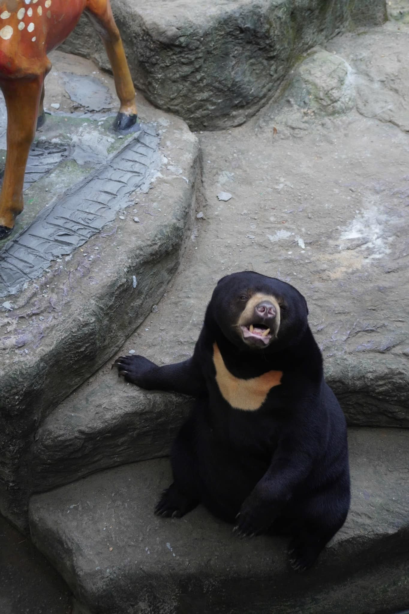 Những 'bé' thú quý hiếm chào đời ở Thảo Cầm Viên Sài Gòn- Ảnh 7.