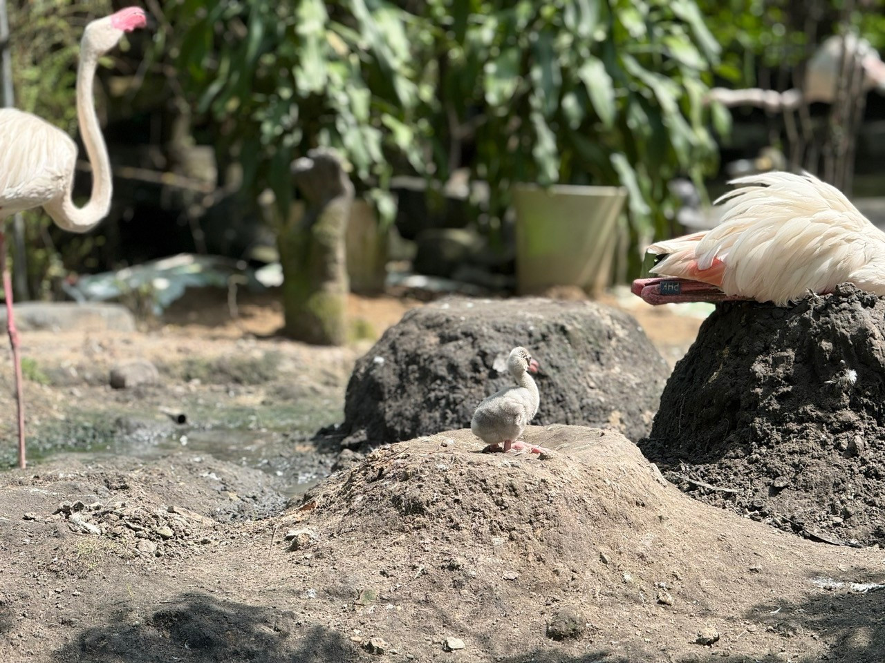 Những 'bé' thú quý hiếm chào đời ở Thảo Cầm Viên Sài Gòn- Ảnh 1.