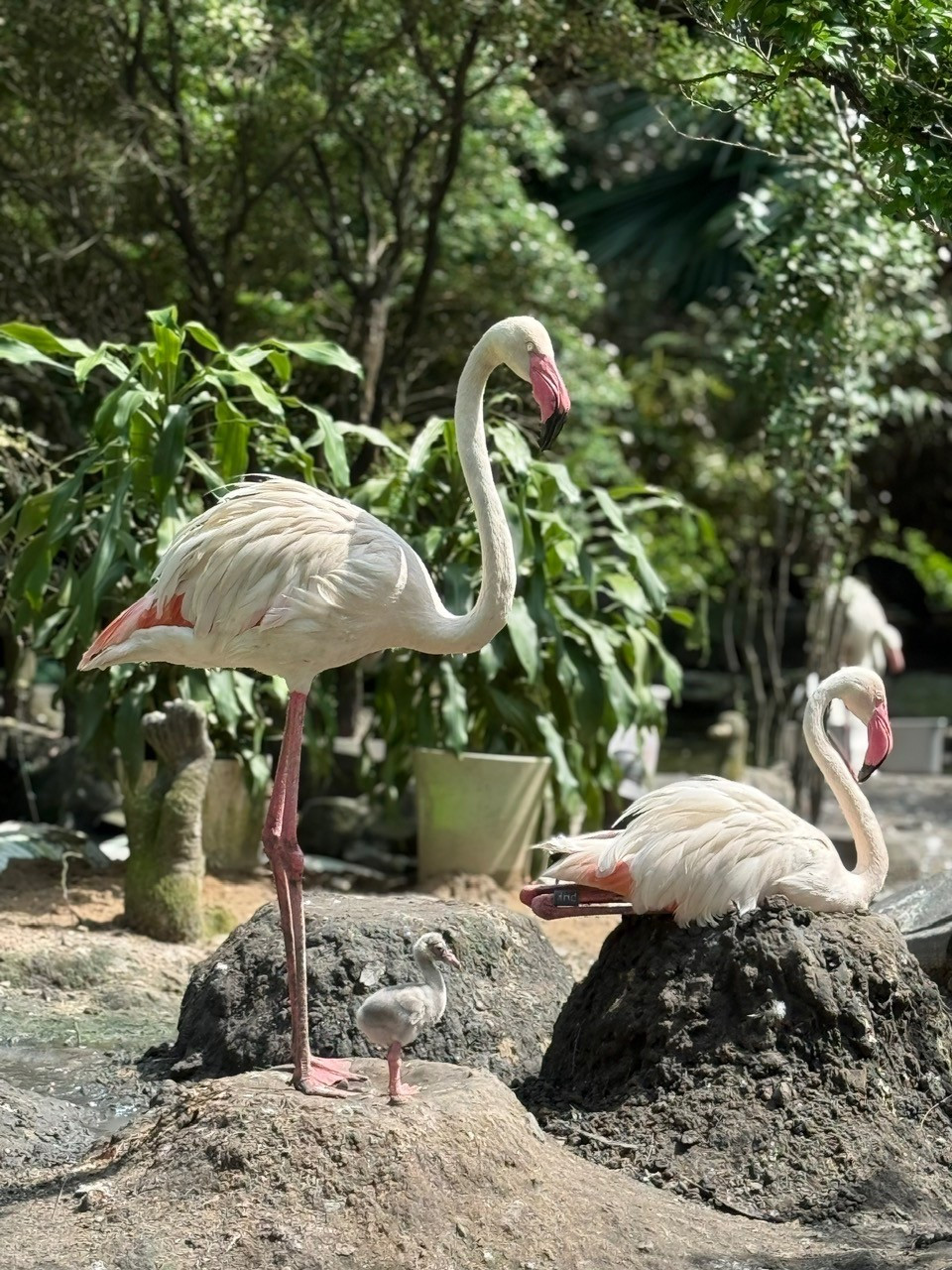 Những 'bé' thú quý hiếm chào đời ở Thảo Cầm Viên Sài Gòn- Ảnh 2.