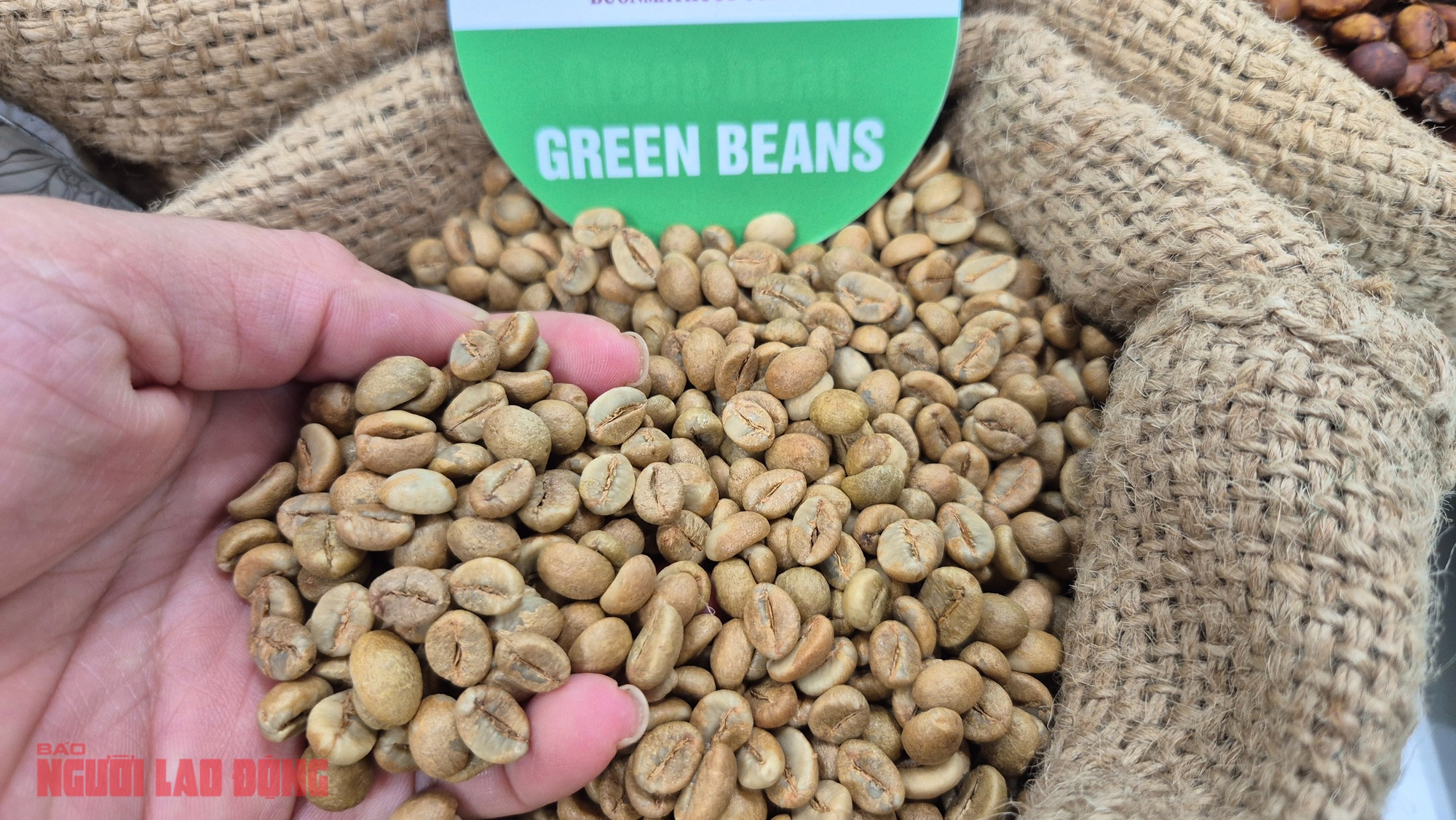Giá cà phê hôm nay 9-11: Ai là vua xuất khẩu cà phê?- Ảnh 1.