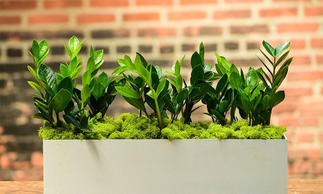 3 loại cây xanh mang “vận đỏ”, là “thỏi nam châm hút tài”: Gia chủ càng trồng càng may mắn và giàu có- Ảnh 1. 3 loại cây xanh mang “vận đỏ”, là “thỏi nam châm hút tài”: Gia chủ càng trồng càng may mắn và giàu có- Ảnh 1.