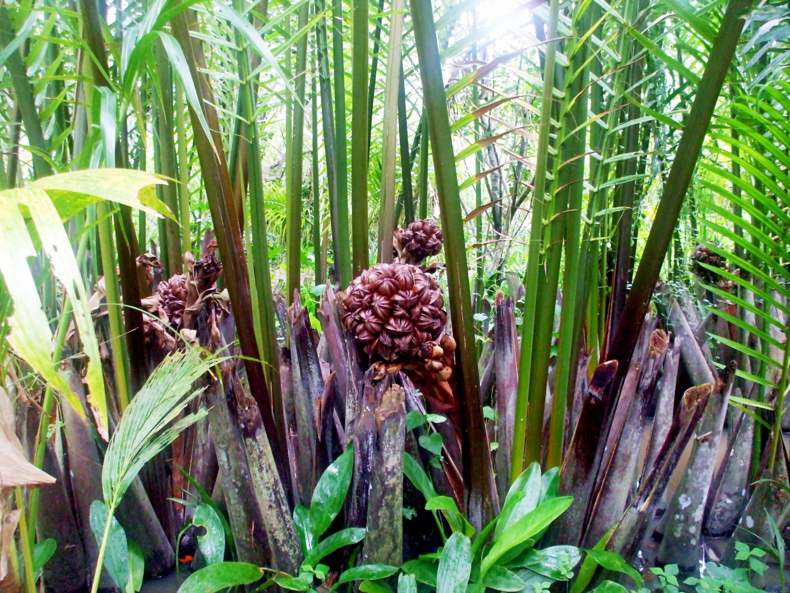 Loại quả mọc đầy ở Việt Nam khiến người Trung Quốc mê mẩn: Vừa mát vừa bổ, giới sành ăn cực “săn đón”- Ảnh 1. Loại quả mọc đầy ở Việt Nam khiến người Trung Quốc mê mẩn: Vừa mát vừa bổ, giới sành ăn cực “săn đón”- Ảnh 1.