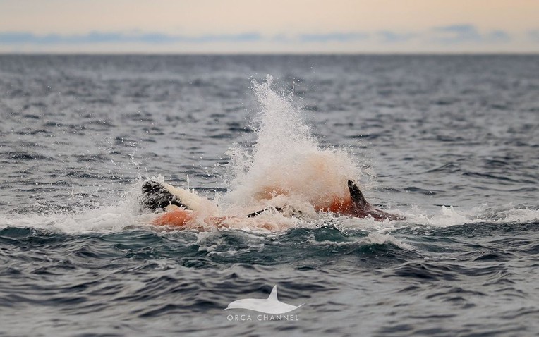 Lần đầu tiên con người vừa chụp được những hình ảnh đáng kinh ngạc này ở Na Uy- Ảnh 1.