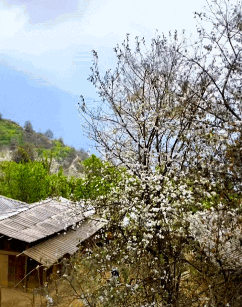 Quả mắc nhung là gì mà ai lên Sơn La cũng muốn thử một lần cho biết?- Ảnh 11. Quả mắc nhung là gì mà ai lên Sơn La cũng muốn thử một lần cho biết?- Ảnh 11.