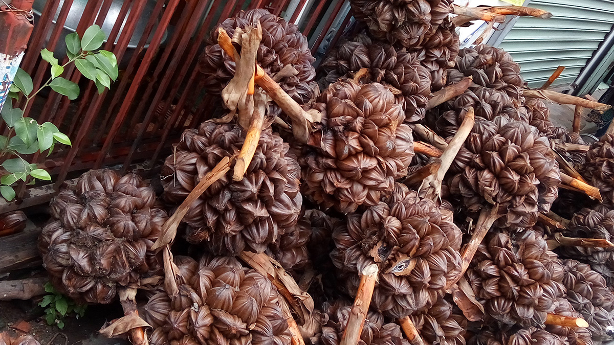 Loại quả mọc đầy ở Việt Nam khiến người Trung Quốc mê mẩn: Vừa mát vừa bổ, giới sành ăn cực “săn đón”- Ảnh 2. Loại quả mọc đầy ở Việt Nam khiến người Trung Quốc mê mẩn: Vừa mát vừa bổ, giới sành ăn cực “săn đón”- Ảnh 2.