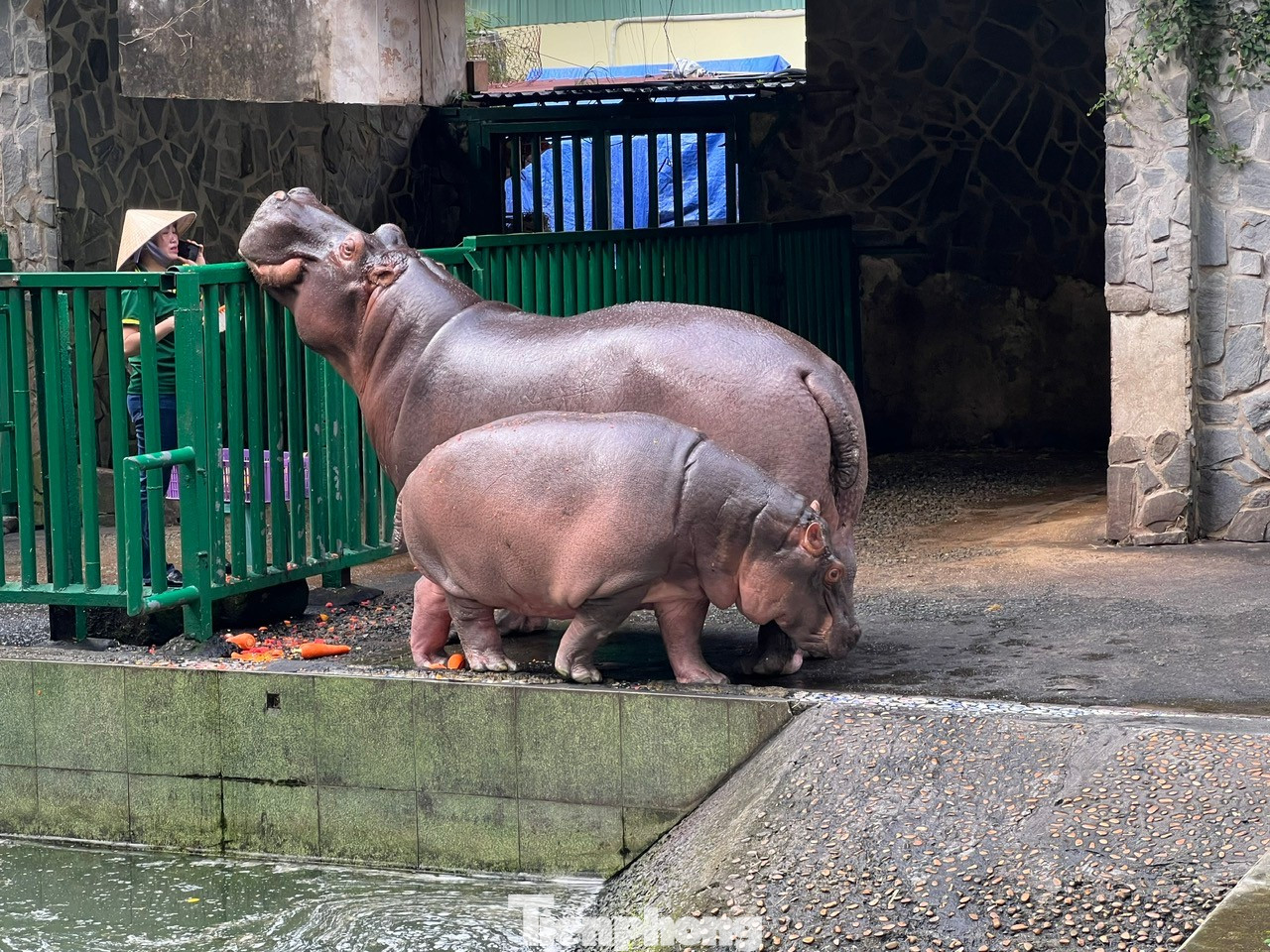 Những 'bé' thú quý hiếm chào đời ở Thảo Cầm Viên Sài Gòn- Ảnh 4.