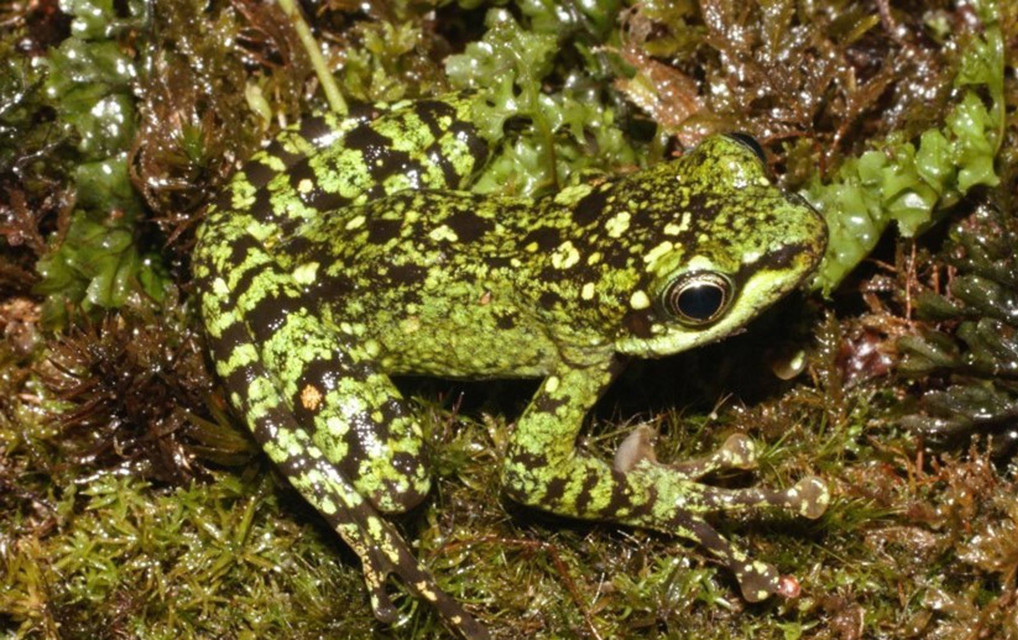 Bí mật dưới khe suối VQG Hoàng Liên: Lộ diện "kho báu sống" thế giới chưa từng biết đến- Ảnh 1. Bí mật dưới khe suối VQG Hoàng Liên: Lộ diện "kho báu sống" thế giới chưa từng biết đến- Ảnh 1.