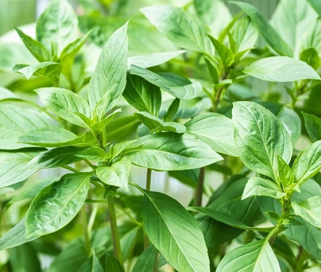 7 loại rau củ bảo quản trong tủ lạnh là SAI LẦM, tưởng tốt nhưng hại kinh khủng- Ảnh 1.