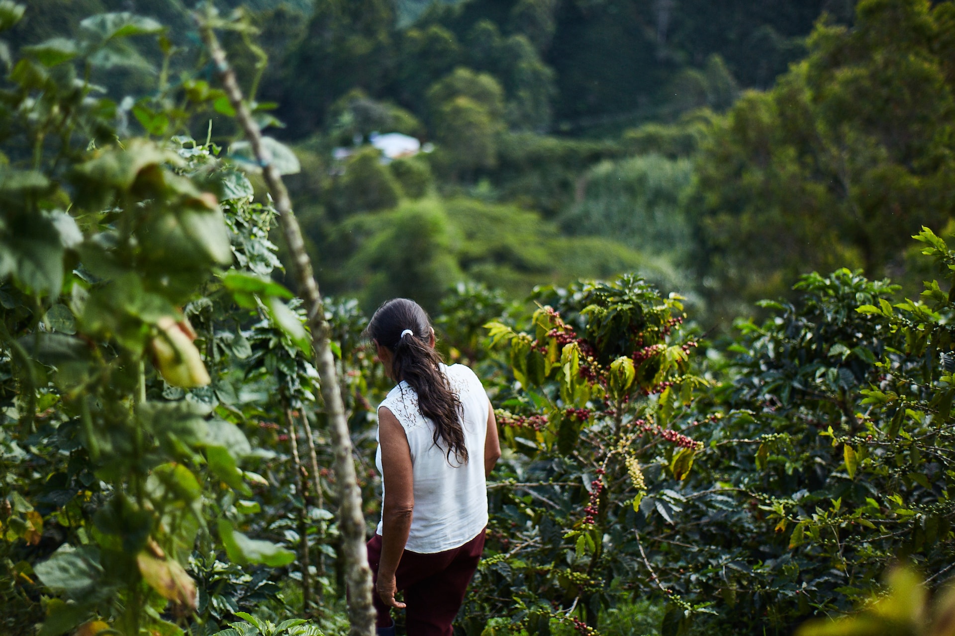 'Vàng nâu' bùng nổ tại một quốc gia chủ chốt BRICS, sản lượng tăng hơn 81% đe dọa vị trí 'ông trùm' số 1 thế giới của Việt Nam- Ảnh 1.