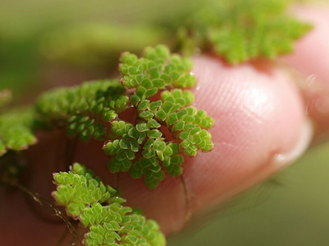 Vị giáo sư 'biến' lân thành đạm từ bèo, lai tạo hàng loạt giống lúa cứu mùa màng Việt Nam- Ảnh 1.