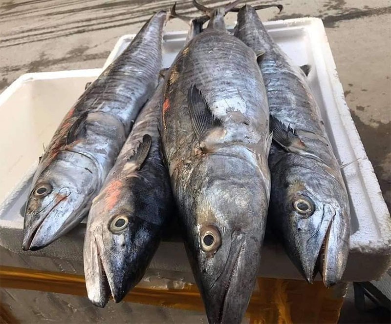 Tưởng cá hồi là Tưởng cá hồi là