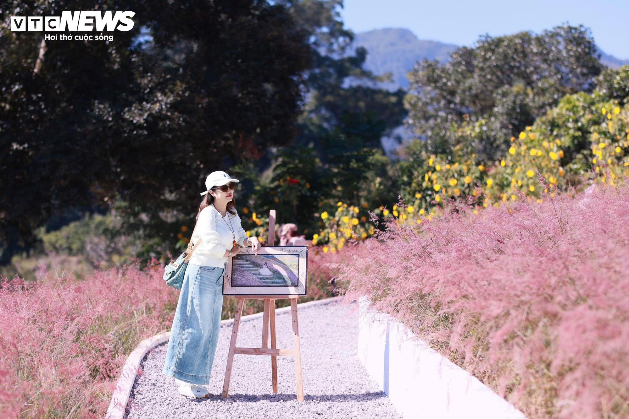 Đồi cỏ hồng như phim Hàn giữa cao nguyên Mộc Châu- Ảnh 11.