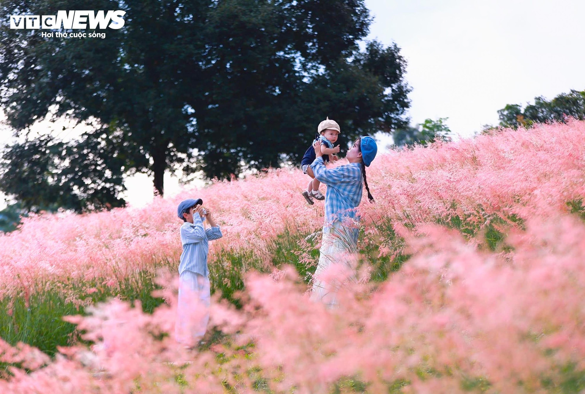 Đồi cỏ hồng như phim Hàn giữa cao nguyên Mộc Châu- Ảnh 3.