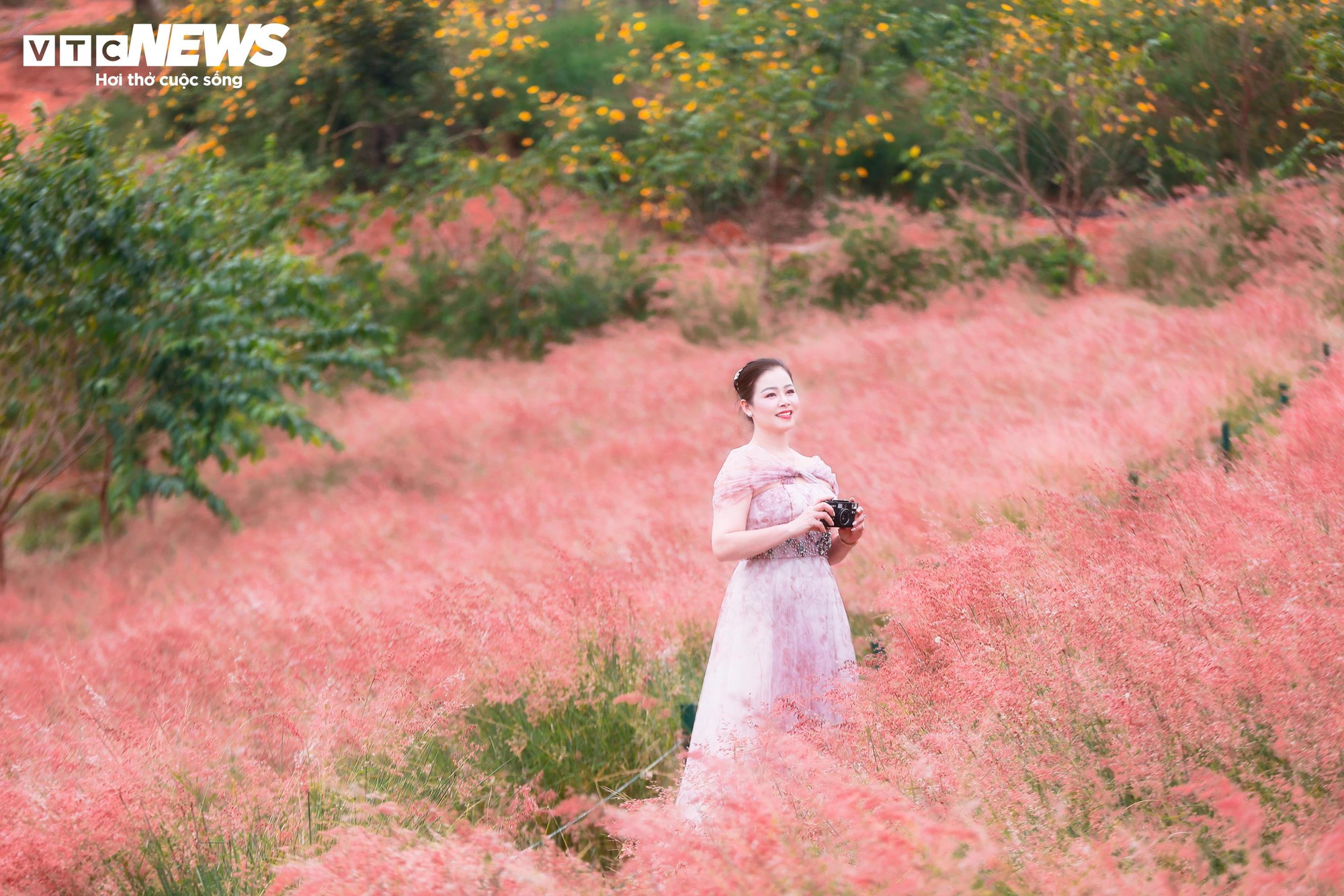 Đồi cỏ hồng như phim Hàn giữa cao nguyên Mộc Châu- Ảnh 7.