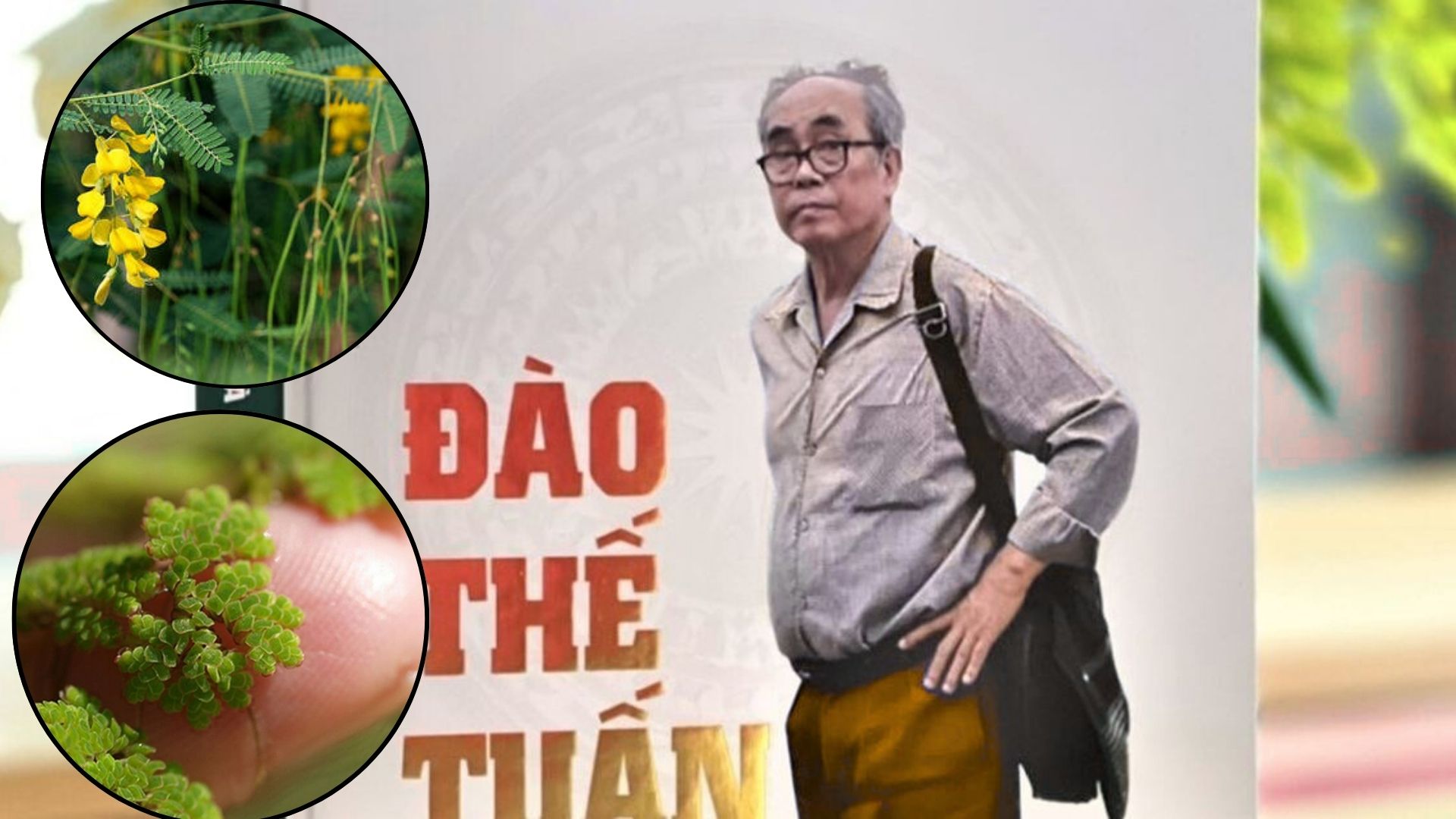 Vị giáo sư 'biến' lân thành đạm từ bèo, lai tạo hàng loạt giống lúa cứu mùa màng Việt Nam- Ảnh 2.