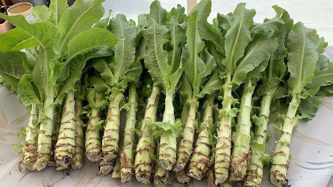 Loại rau giòn sần sật, hơn nửa triệu đồng/kg, giúp sống lâu, trẻ khỏe: Việt Nam có rất nhiều- Ảnh 3.