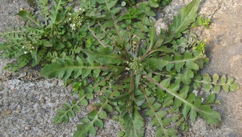 Giật mình với "rau tề": Canxi nhiều gấp 30 lần thịt bò, cực tốt cho xương khớp- Ảnh 1.