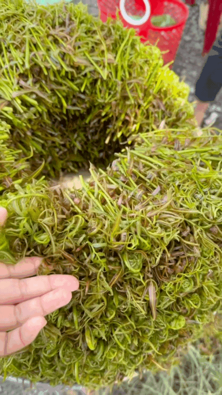 Loại rau được người miền Tây coi như "thần dược", vừa "bén mồi" vừa tốt cho sức khỏe- Ảnh 4.