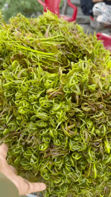 Loại rau được người miền Tây coi như "thần dược", vừa "bén mồi" vừa tốt cho sức khỏe- Ảnh 3.