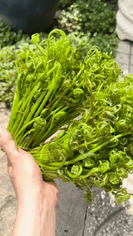 Loại rau được người miền Tây coi như "thần dược", vừa "bén mồi" vừa tốt cho sức khỏe- Ảnh 6.