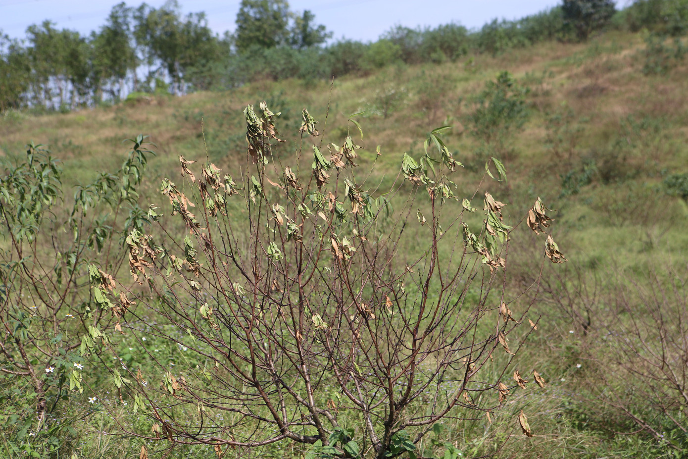 Đào chết khô sau mưa bão, nông dân thất thần lo mất vụ Tết- Ảnh 8.