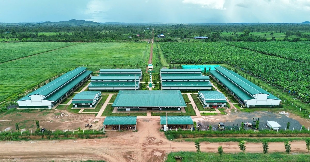 Tỷ phú Trần Bá Dương kể về thương vụ bán chuối trong 10 năm cho 