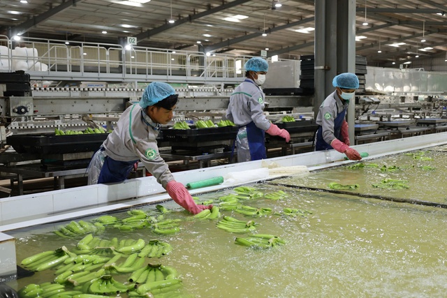 Tỷ phú Trần Bá Dương kể về thương vụ bán chuối trong 10 năm cho Tỷ phú Trần Bá Dương kể về thương vụ bán chuối trong 10 năm cho