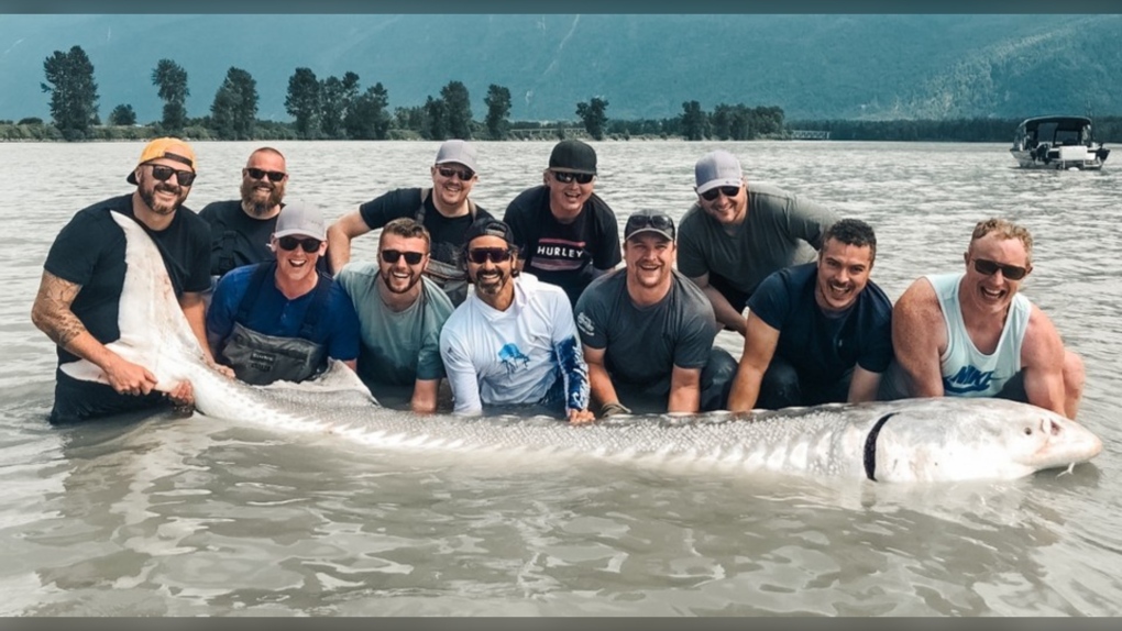 Gặp "thủy quái nước ngọt" dài hơn 6m, nặng gần 700kg: Cá thể hiếm đến mức cả thập kỷ mới thấy một lần- Ảnh 1. Gặp