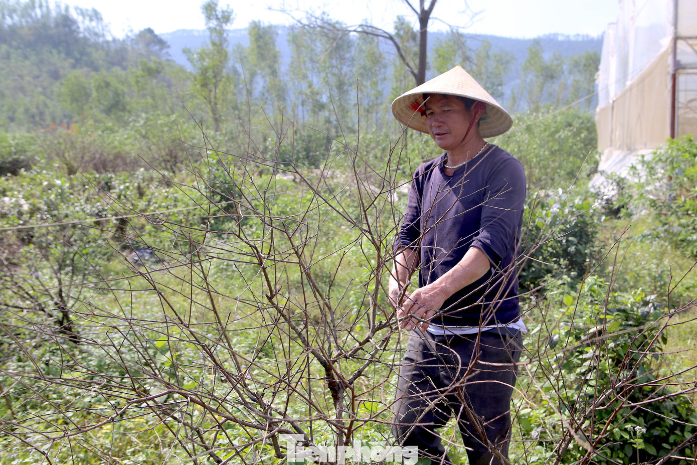 Đào chết khô sau mưa bão, nông dân thất thần lo mất vụ Tết- Ảnh 10.