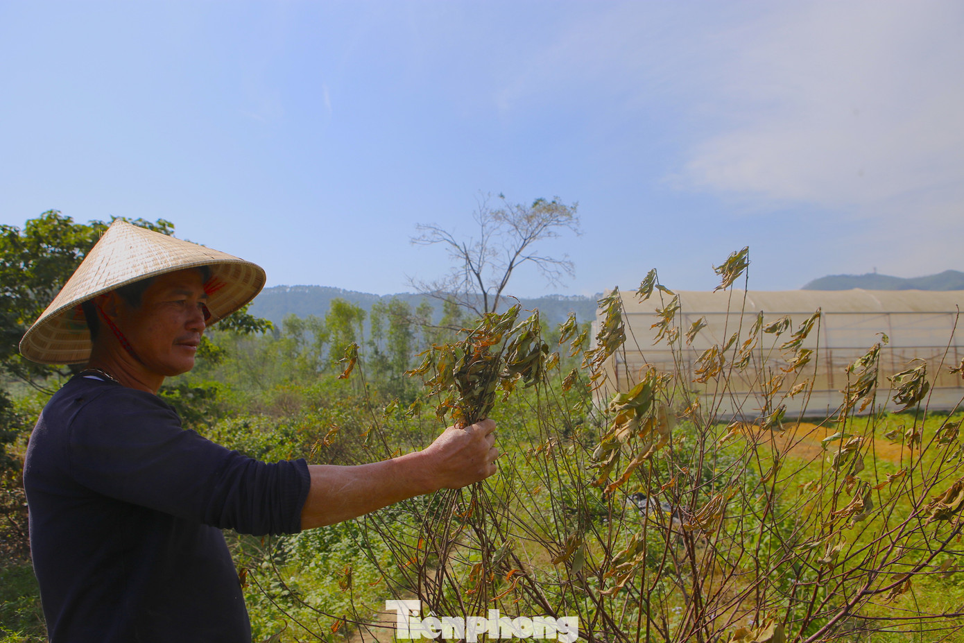 Đào chết khô sau mưa bão, nông dân thất thần lo mất vụ Tết- Ảnh 5.