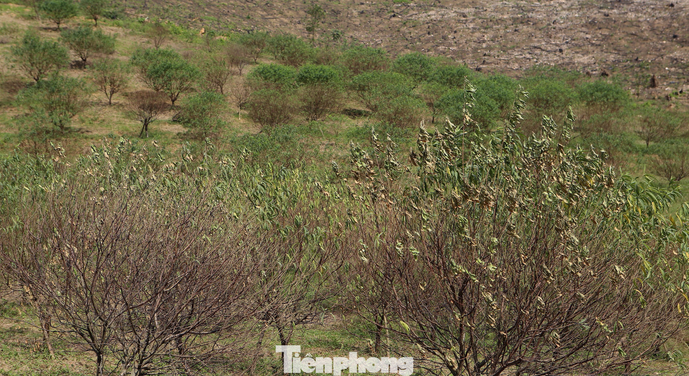 Đào chết khô sau mưa bão, nông dân thất thần lo mất vụ Tết- Ảnh 7.