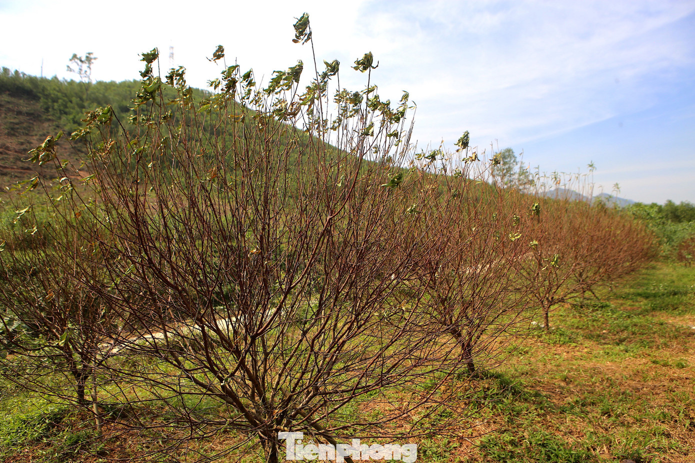 Đào chết khô sau mưa bão, nông dân thất thần lo mất vụ Tết- Ảnh 1.