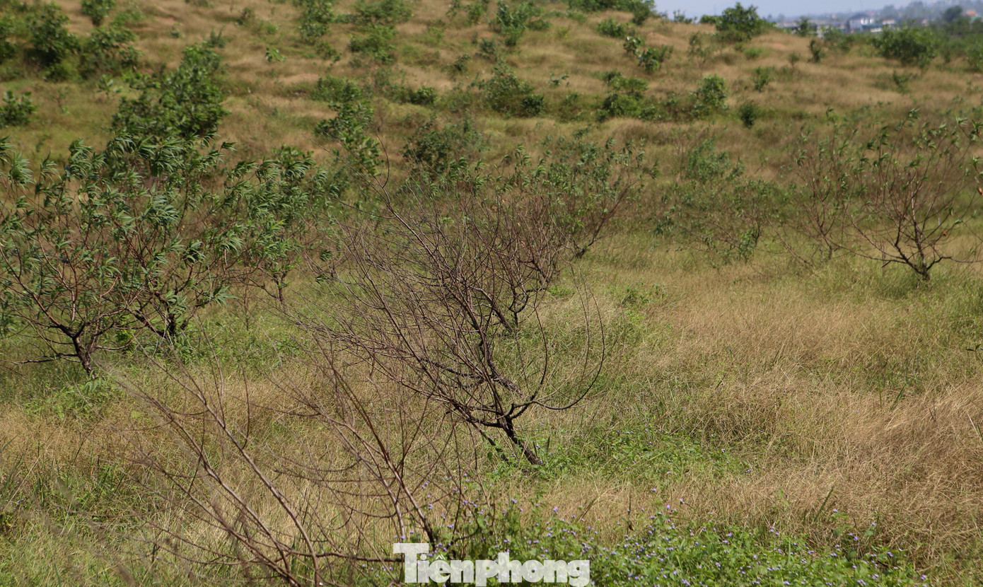 Đào chết khô sau mưa bão, nông dân thất thần lo mất vụ Tết- Ảnh 4.