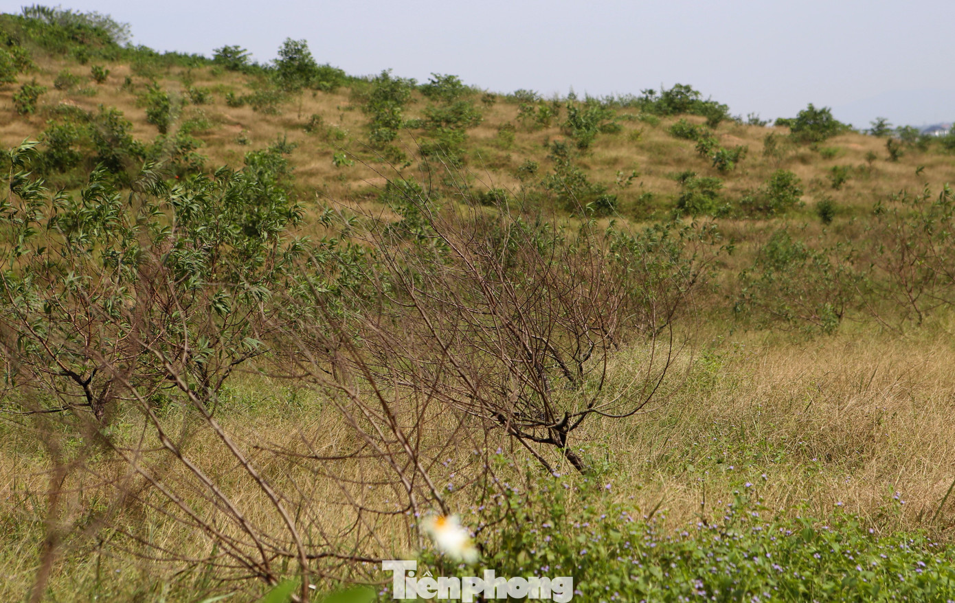 Đào chết khô sau mưa bão, nông dân thất thần lo mất vụ Tết- Ảnh 9.