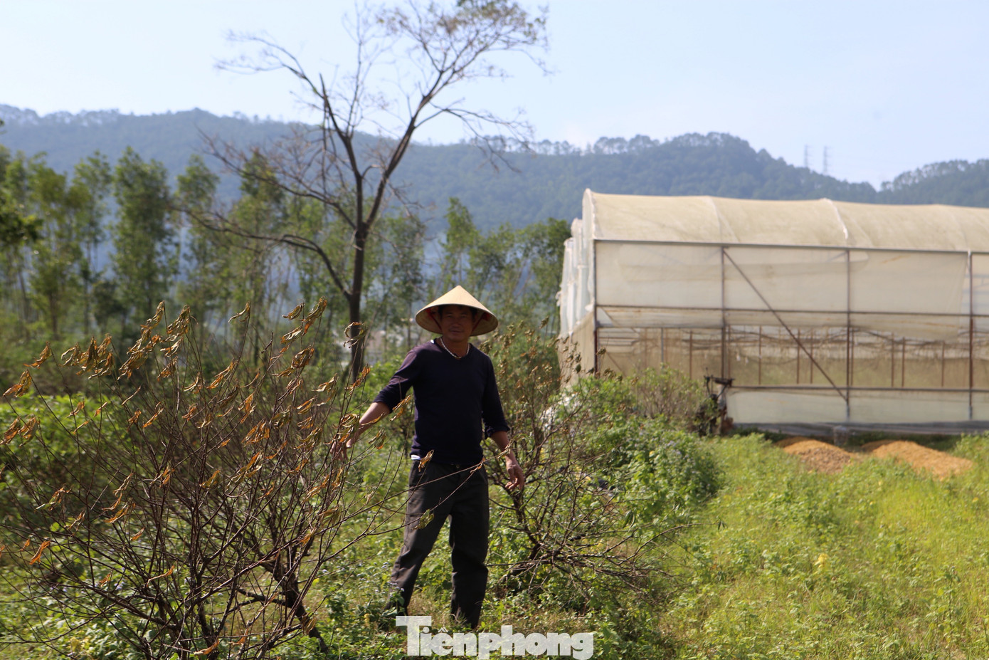 Đào chết khô sau mưa bão, nông dân thất thần lo mất vụ Tết- Ảnh 6.