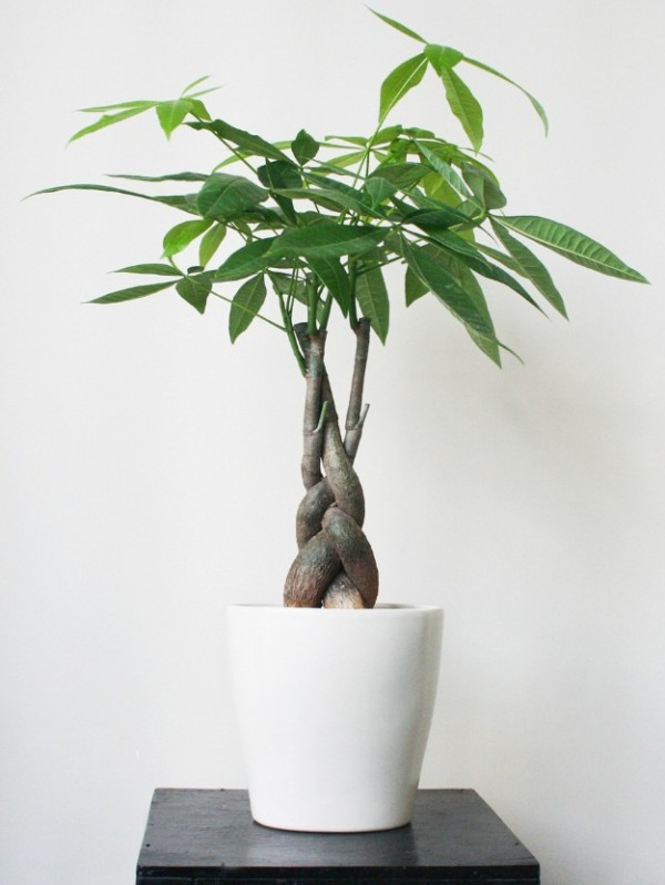 Ông bà dặn: 5 loại cây đặt đúng vị trí là thành “máy hút tài lộc” cho gia đình- Ảnh 2. Ông bà dặn: 5 loại cây đặt đúng vị trí là thành “máy hút tài lộc” cho gia đình- Ảnh 2.