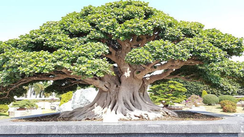 Nhà có 4 loại cây cảnh này may mắn kéo dài, hút đầy tài lộc phú quý, bảo sao người giàu thích mê- Ảnh 3. Nhà có 4 loại cây cảnh này may mắn kéo dài, hút đầy tài lộc phú quý, bảo sao người giàu thích mê- Ảnh 3.