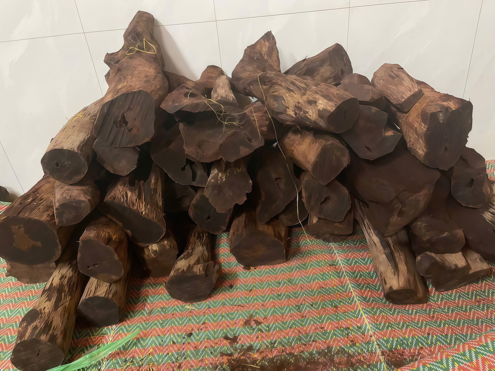 Ai đang đứng sau cuộc săn lùng loài gỗ "vô danh" có giá đến 3 triệu/kg ở Quảng Trị? - Ảnh 1. Ai đang đứng sau cuộc săn lùng loài gỗ "vô danh" có giá đến 3 triệu/kg ở Quảng Trị? - Ảnh 1.