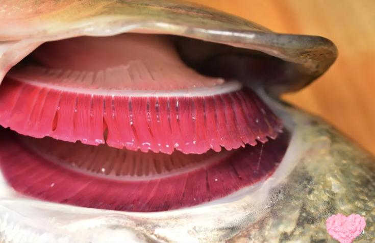 3 loại cá đầy ký sinh trùng người bán chẳng bao giờ ăn- Ảnh 3.