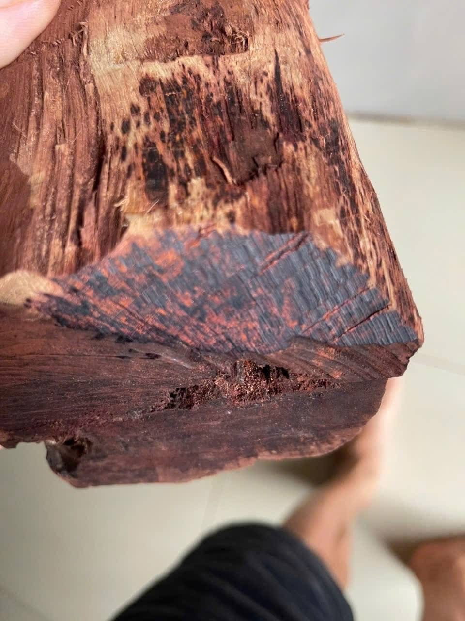 Ai đang đứng sau cuộc săn lùng loài gỗ "vô danh" có giá đến 3 triệu/kg ở Quảng Trị? - Ảnh 2. Ai đang đứng sau cuộc săn lùng loài gỗ "vô danh" có giá đến 3 triệu/kg ở Quảng Trị? - Ảnh 2.