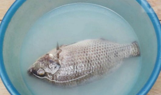 Sai lầm khi rửa cá khiến cá tanh ngắt, bở nát, nấu kiểu gì cũng mất vị- Ảnh 2.