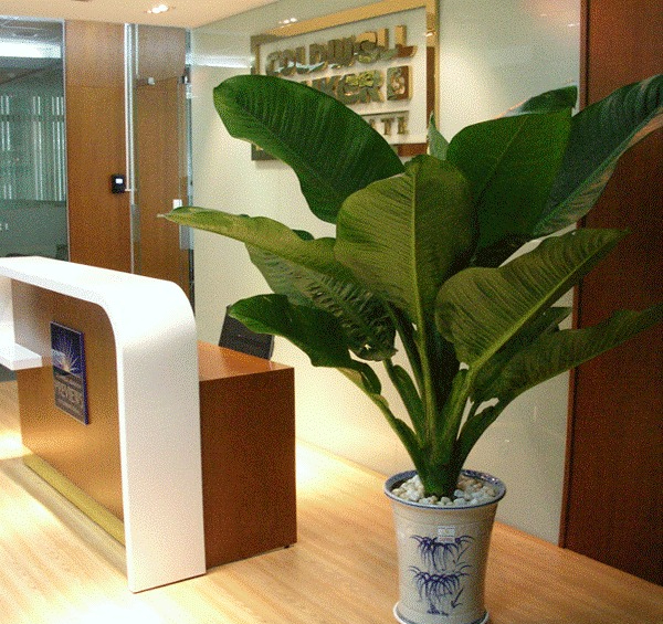 Loài cây nghe tên đã biết có lộc, trồng 1 chậu quý như sở hữu 5 két vàng- Ảnh 3. Loài cây nghe tên đã biết có lộc, trồng 1 chậu quý như sở hữu 5 két vàng- Ảnh 3.