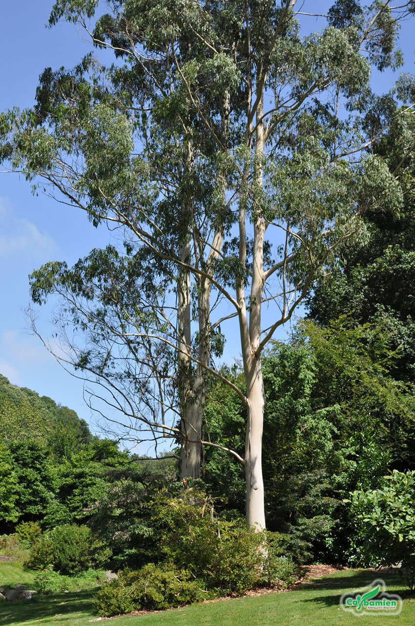 3 loại cây không nên trồng sát nhà vì mục đích an toàn - Ảnh 3. 3 loại cây không nên trồng sát nhà vì mục đích an toàn - Ảnh 3.