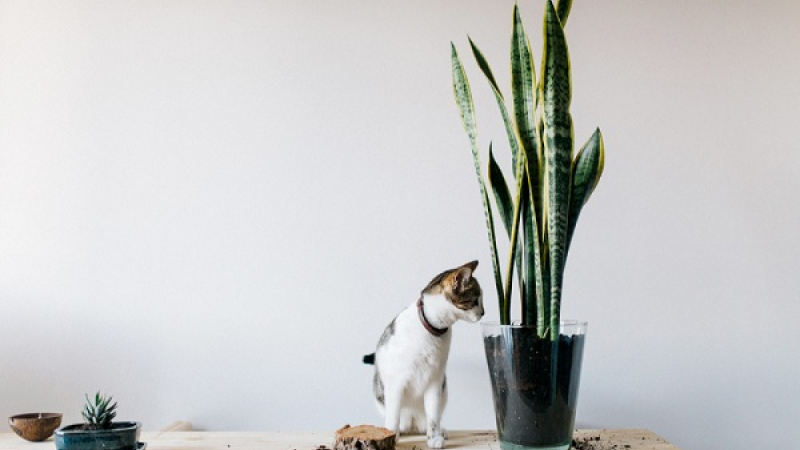 Việt Nam có loại cây được ví như "máy lọc khí độc": NASA khuyên trồng, không cần chăm kỹ, đặt đâu cũng hợp- Ảnh 5.