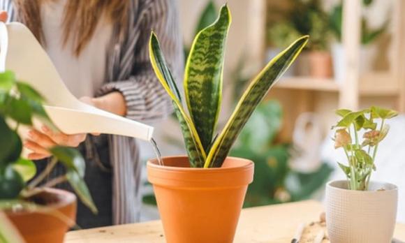 Việt Nam có loại cây được ví như "máy lọc khí độc": NASA khuyên trồng, không cần chăm kỹ, đặt đâu cũng hợp- Ảnh 4.